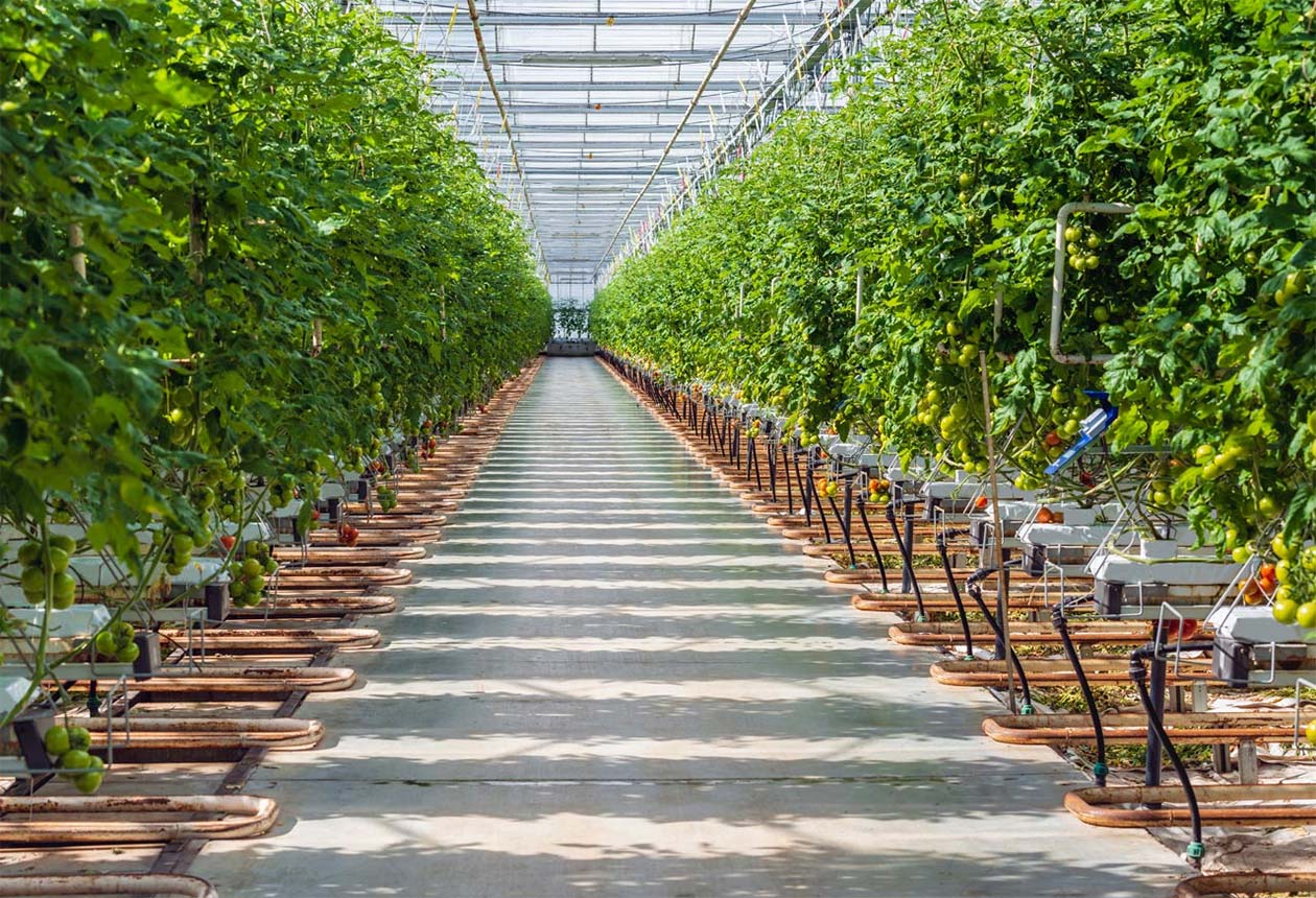 Photo of hydroponic grow