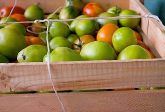 Photo of a tub of tomatoes
