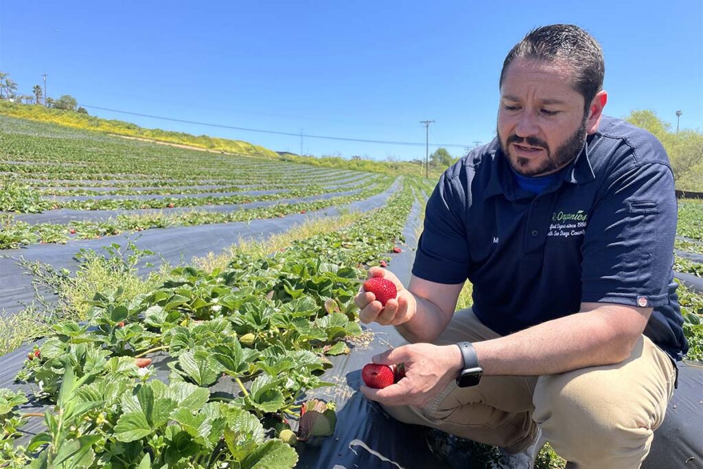 A man in a blue polo shirt crouches in a strawberry field, holding two red strawberries.