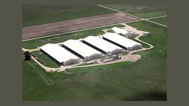 The magnitude of these four buildings can only be appreciated by looking at how small the massive construction equipment (scrapers) looks on the left side of the photo and the semi-trailers, near the egg packing facility, to the right. These are two-story buildings with extended porches on each side. There are ramps, in the porches, leading from the second floor down to the ground.
Again, even if these porches, with floors and ceilings, and screened walls, constituted the "outdoors" their size would make it impossible to accommodate more than 5%-10% of the birds (if they were "floor birds"). However, it’s likely that these buildings contain multilevel aviaries, each building holding over 100,000 birds. If that’s the case, a very small percentage of birds could potentially take advantage of their "outdoor" space. Delta Egg Farm – Chase, KS