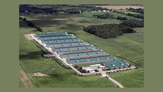 The scale of this operation can only be appreciated if you note the semi-trailers in the forefront of the photo. These two-story houses likely contain over 100,000 birds using aviary systems. The farm itself is licensed for over 1 million. Screen porches on the side of the buildings are visible. Green Meadow (Herbrucks) – Saranac, MI