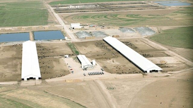 View of feedlot #1 and milking facility with 13 semi-trailers. Aurora Coldwater – Stratford, TX