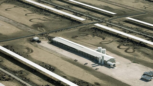 Close-up of feedlot #2. These cows do not appear to be managed, as the law requires, to promote their natural instinctive behaviors. Aurora Coldwater – Stratford, TX