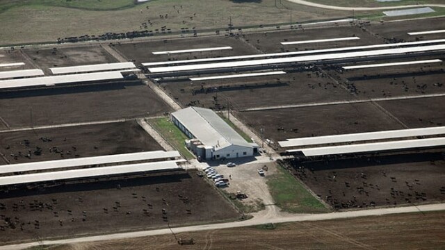 Close-up of the largest feedlot. Aurora Dublin – Dublin, TX