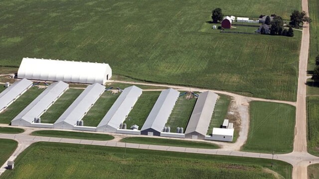A blow-up of these houses reveals minute, approximately 8x30 foot fenced-in areas next to each house. With thousands of birds in each facility if any were actually ever outside (none were visible at 1:47 PM, August 15, 2014) there wouldn’t be any vegetation, which appears to be intact in each space.
Our attorneys tell us that "all laws mean something." You can have a fire exit from the second story of the building without a stairway leading to the ground. If you have to have your seatbelt “on” that presumes that it’s going to be fastened correctly. If you are going to afford outdoor access to organic livestock, as required by law, presumably, if we end up having to test this in court, it would have to be a large enough space not to make a mockery of the requirement.
Furthermore, even if the doors were open, chickens from more than a few feet away from a means of egress are not going to walk over their flockmates to try to get outdoors, even if they could fit into the space. Effectively, almost all the birds in these buildings have absolutely no "access to the outdoors." Burns Poultry (Herbrucks) – Mulligan, MI