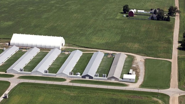A blow-up of these houses reveals minute, approximately 8x30 foot fenced-in areas next to each house. With thousands of birds in each facility if any were actually ever outside (none were visible at 1:47 PM, August 15, 2014) there wouldn’t be any vegetation, which appears to be intact in each space.
Our attorneys tell us that "all laws mean something." You can have a fire exit from the second story of the building without a stairway leading to the ground. If you have to have your seatbelt “on” that presumes that it’s going to be fastened correctly. If you are going to afford outdoor access to organic livestock, as required by law, presumably, if we end up having to test this in court, it would have to be a large enough space not to make a mockery of the requirement.
Furthermore, even if the doors were open, chickens from more than a few feet away from a means of egress are not going to walk over their flockmates to try to get outdoors, even if they could fit into the space. Effectively, almost all the birds in these buildings have absolutely no "access to the outdoors." Burns Poultry (Herbrucks) – Mulligan, MI