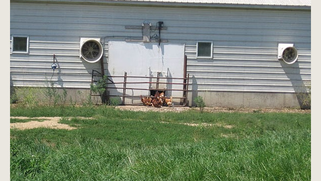 Photo of same barn from 2010 with one 2’ x 2’ door open (total number of birds outside — less than a half dozen — visible). Bushman Farms (Organic Valley) – Fort Atkinson, IA