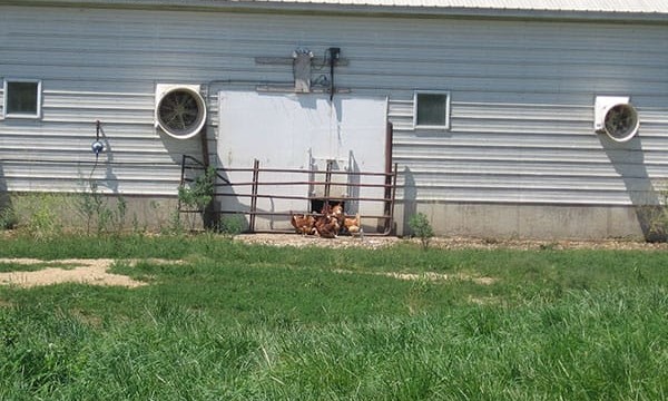 Photo of same barn from 2010 with one 2’ x 2’ door open (total number of birds outside — less than a half dozen — visible). Bushman Farms (Organic Valley) – Fort Atkinson, IA
