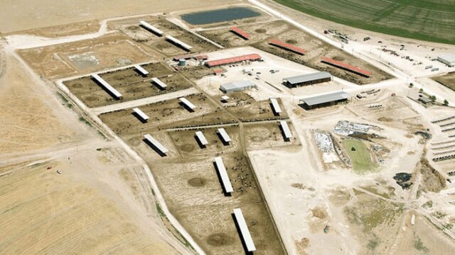 Overview of secondary feedlot area, possibly for dry cows and/or young stock. Hilltop LLC – Boehning Dairy – Earth, TX
