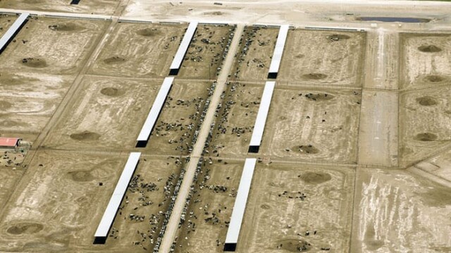 Close-up of feedlot. Hilltop LLC – Boehning Dairy – Earth, TX