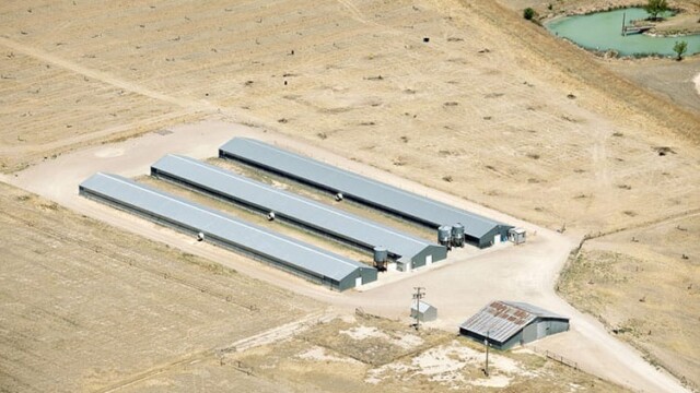 View of three barns where outside access appears to be a narrow walkway next to the building, partly under an overhang, likely with a concrete floor. Zero birds are in this outside area. Idalou Egg Ranch – Idalou, TX