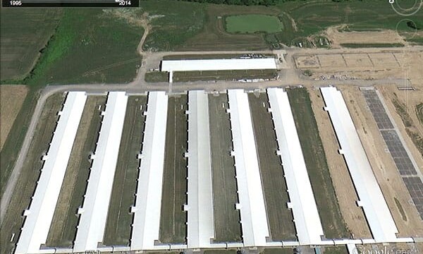 Kreher's Organic Facility: June 21, 2014 — no birds out Kreher’s – Clarence, NY