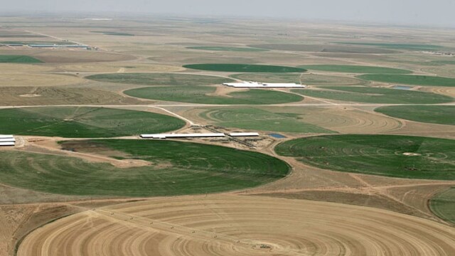 Overview of two of the milking facilities on this massive, sprawling operation milking 8,500+ cows in two separate milking parlors. In this desert-like environment everything is brown with the exception of acreage under center pivot irrigation. Cows are visible on two of these center pivots. Natural Prairie – Channing, TX