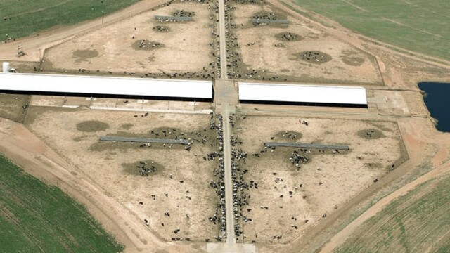 Lots of cows in dry lot as opposed to pasture. Organic farm operators are legally allowed to temporarily close confine cattle for a number of reasons related to the health and environment, but not because a confinement-model operation produces more milk. Natural Prairie – Channing, TX