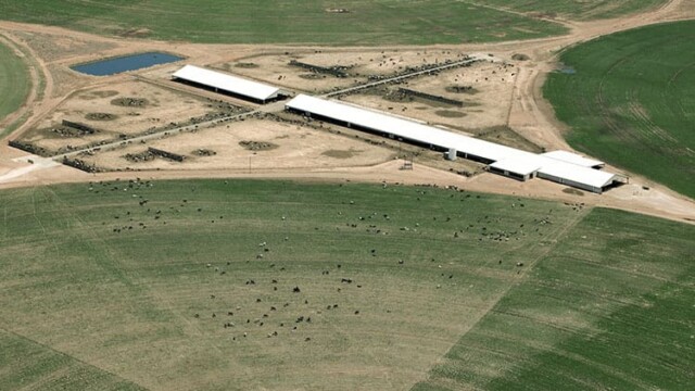 Many more cows in the dry lot rather than pasture. Natural Prairie – Channing, TX