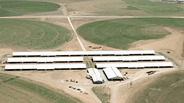 Most cows confined as opposed to on pasture. Natural Prairie – Channing, TX