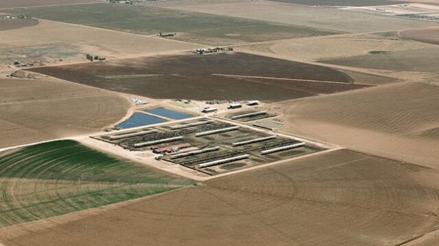 Overview of dry lot dairy and milking facility. Redland Dairy – Farwell, TX
