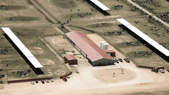 Cows coming in for milking from dry lot. Redland Dairy – Farwell, TX