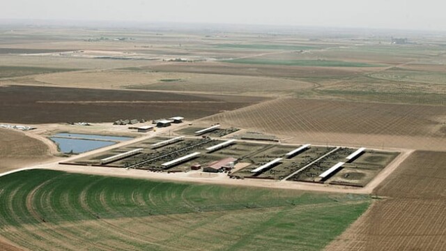 Small amount of pasture available for large herd of lactating cows. Redland Dairy – Farwell, TX