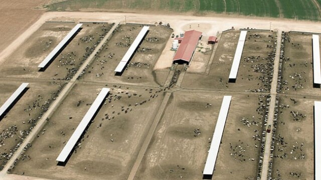 Large herd in dry lot with some headed for milking parlor. Redland Dairy – Farwell, TX