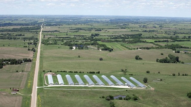 These 10 barns (making a total of 40) quite near the main complex (on the other side of the highway). These also have lush grass growing between the buildings, fencing with open gates. Interestingly, the third building from the right is the only one of the 40 to have the doors open. There are no birds out and no sign of the grass being degraded by the presence of chickens. It’s likely this house is empty and being "aired out." Smart Chicken – Tecumseh, NE